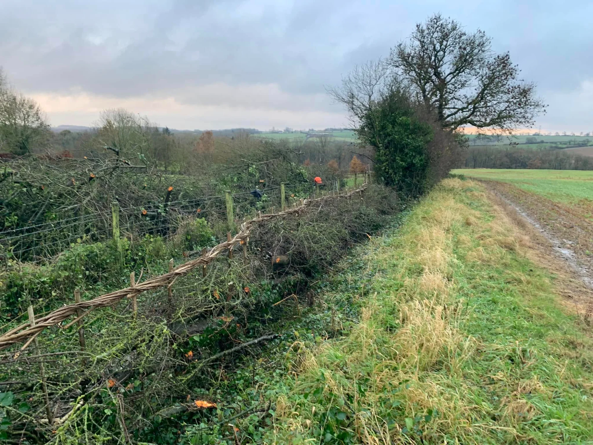 Hedge laying and rural fencing